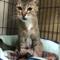 アビシニアンのようなアビィちゃん、里親さま決定