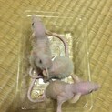9月3日生まれスキニーレッキスダンボラット3匹