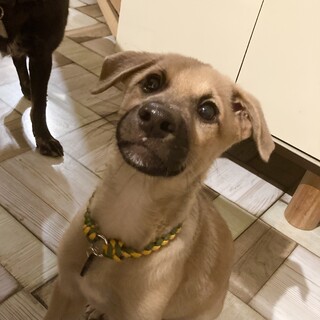 《募集終了》石垣島からやって来た。げんちゃん。