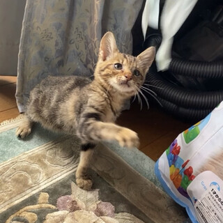 先日子猫を保護しました。
