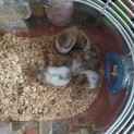 ゴールデンハムスターの赤ちゃん メス２匹