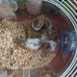 ゴールデンハムスターの赤ちゃん メス２匹