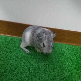 里親さん決まりました‼