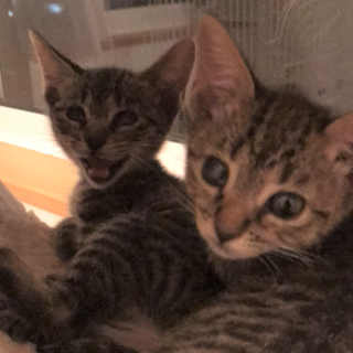 美人姉妹、キジトラ、視力障害、ハル、