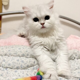 【募集終了します】アコちゃん♪♪