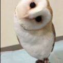 フクロウ　