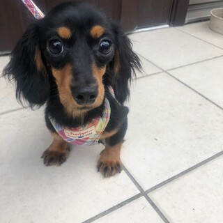 モア子ちゃん　カニヘンダックス　1歳　女の子