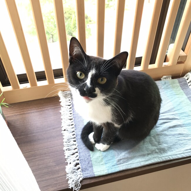 ひのくろのカバー写真