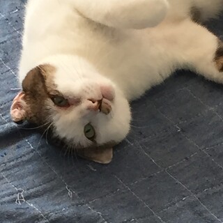 ブルーアイの穏やかな猫里親募集