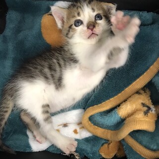 キジトラ子猫貰い手募集