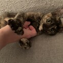 【子猫】2ヶ月の超超甘えん坊で大人しい女の子