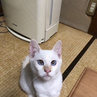 ブルーアイ子猫ミズくん