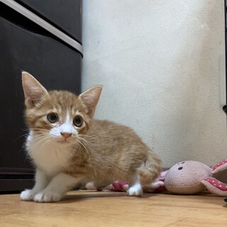 茶白の可愛い男の子！