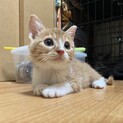 募集一時停止