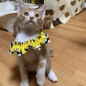 茶白の可愛い男の子！