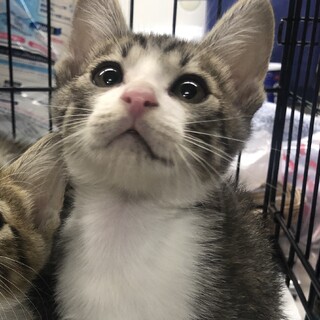 募集停止　ニャンなキジ白男子★しめじ