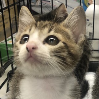 募集停止　ゴロすりイケニャン男子★つみれ