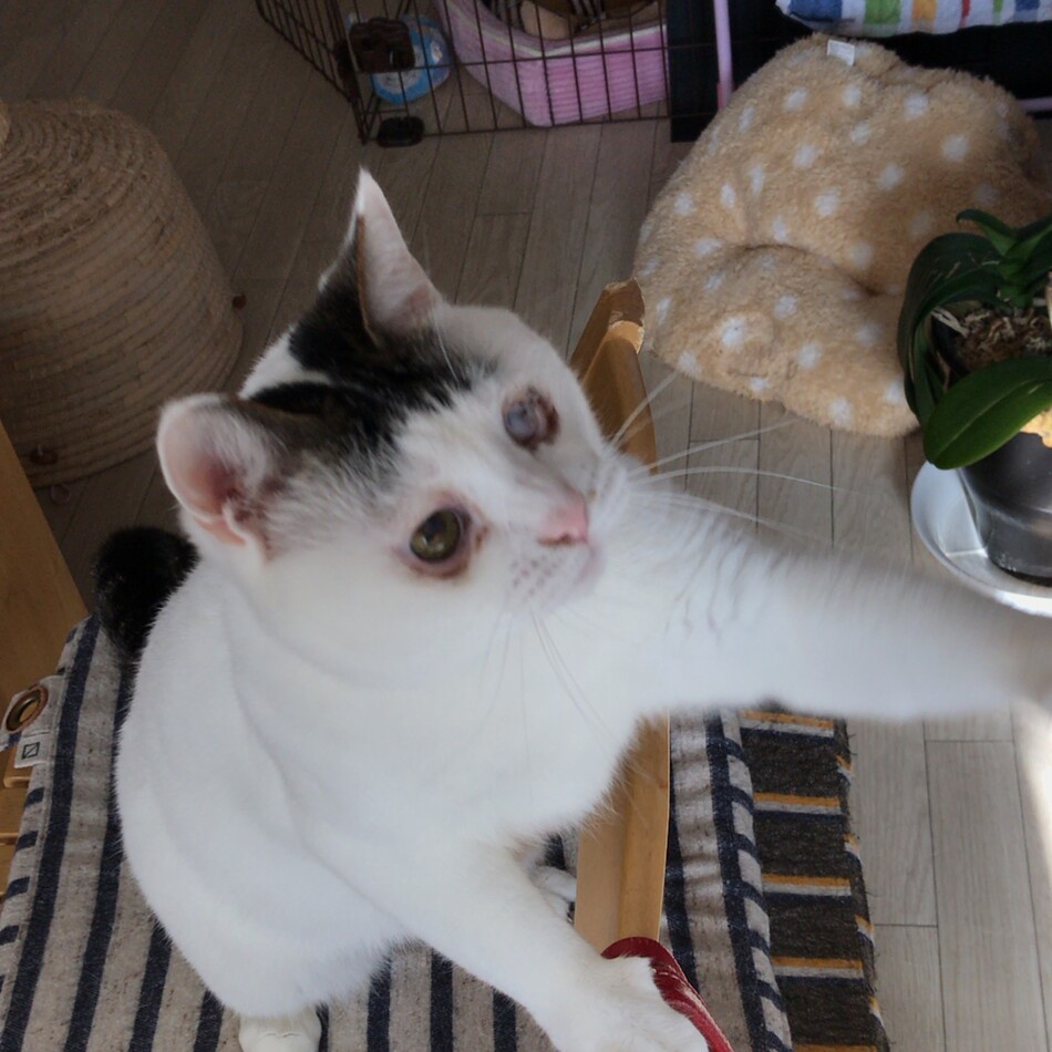 ネル(ネージュ)のカバー写真