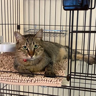 キジトラ、甘えん坊で元気な女の子です♀