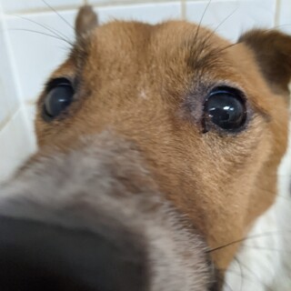 殺処分対象です！