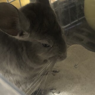 チンチラバイオレットの女の子