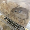 砂ネズミ　メス　