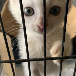 オッドアイの子猫♂