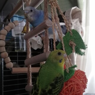 セキセイインコ2羽の里親募集