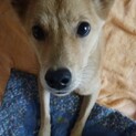 生後5ヶ月くらい　メス