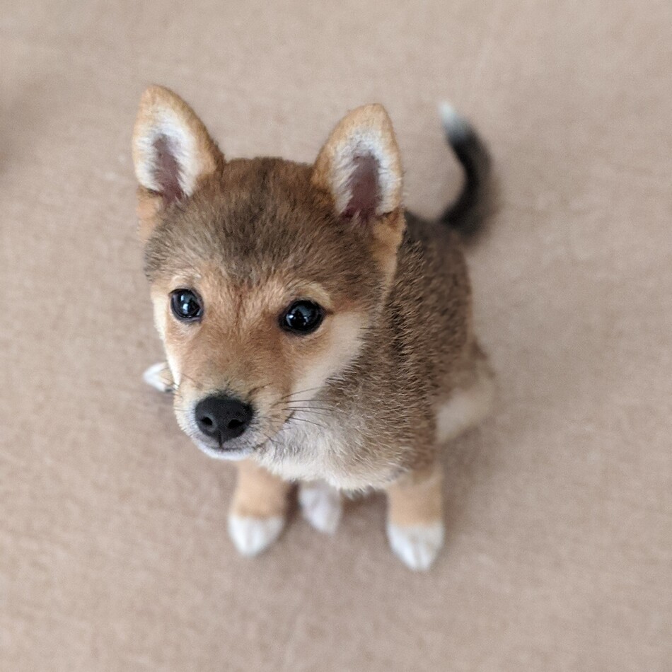 ランのカバー写真