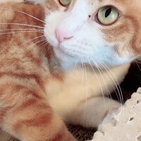 ひな