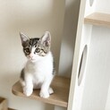 天使のような子猫ちゃん【長岡京市】
