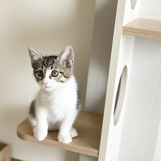 天使のような子猫ちゃん【長岡京市】