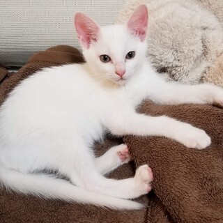 ジェロー、里親さま決定！ありがとうございました♥️