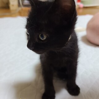 ６匹兄妹の二女　黒猫のビオラちゃん