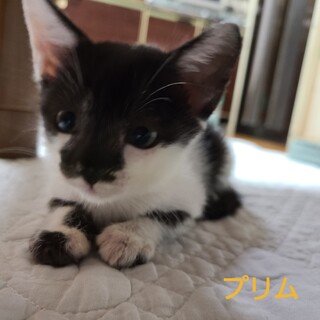６匹兄妹の４女　白黒のプリムちゃん