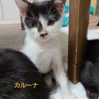 ６匹兄妹の五女　白黒のカルーナちゃん