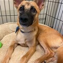 家庭犬になれました☆家族を募集します。