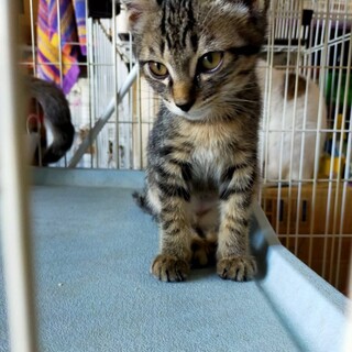 キジトラの男の子 メニケル