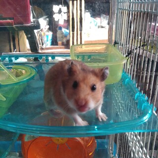 ハムちゃんを飼ってみよう！