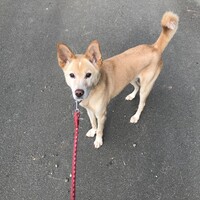 鈴音