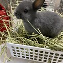 ネザーランドドワーフ8月17日生まれ