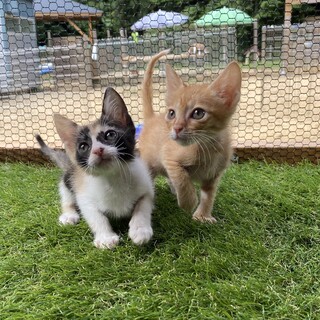 仲良し兄妹ルーク君とサテちゃん1ヶ月半
