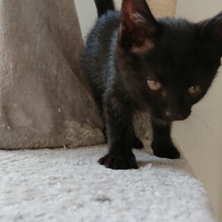 子猫の里親を募集しております！