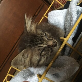 十五夜の日に子猫を拾いました。月見ちゃんです。