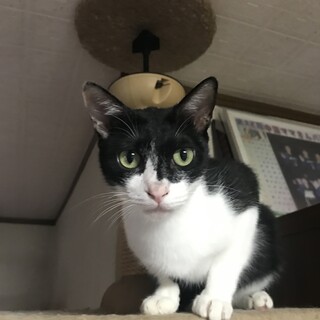 保護猫　里親募集！推定1歳半　甘えん坊　黒シロ