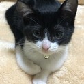 ☆可愛いハチワレ姉妹猫の家族になってくれる方募集☆
