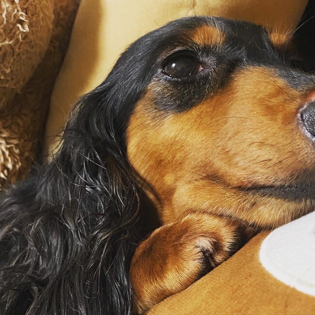 Mikuriaのカバー写真