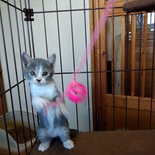 もう少しで２か月可愛い日本猫