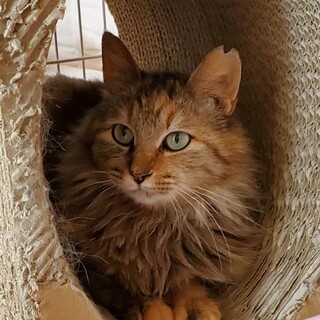 長毛 エメラルドの瞳の穏やかな子